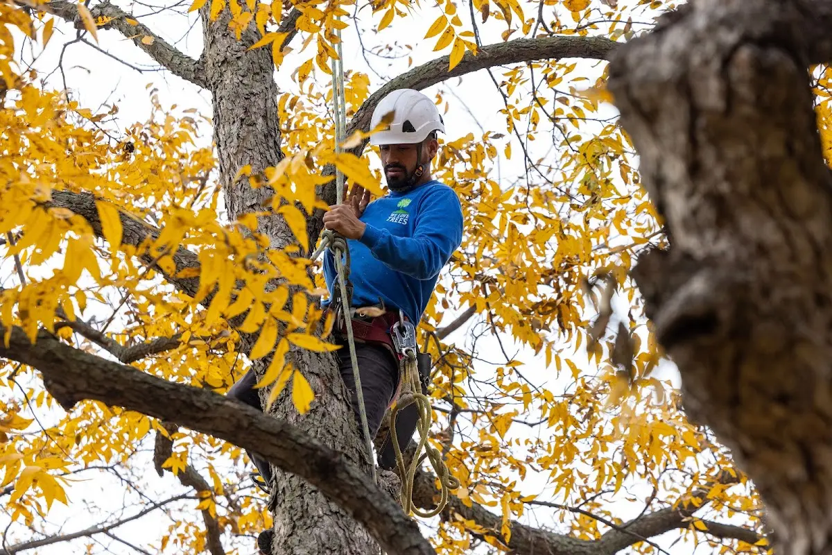 Skilled Tree Pruning crew working in Eustis
